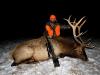 Montana elk hunts