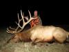 trophy rifle elk hunts in Montana