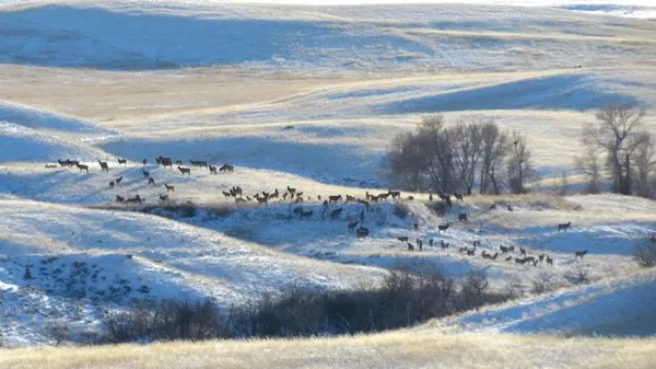 Montana Elk Hunting Trips 4