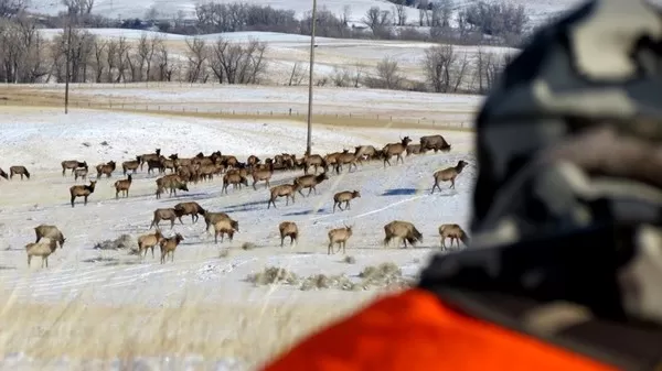 Montana Elk Hunting Trips 12