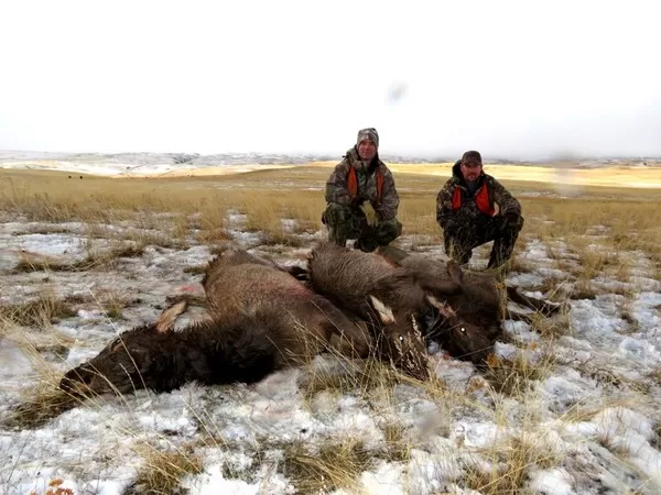 Montana Elk Hunting Trips 16
