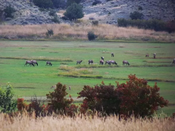 Elk at Montana Whitetails 3