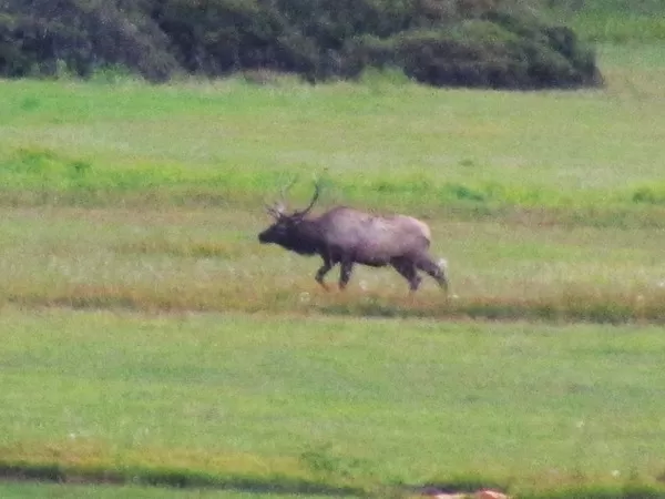 Elk at Montana Whitetails 4