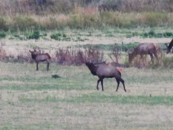 Elk at Montana Whitetails 5