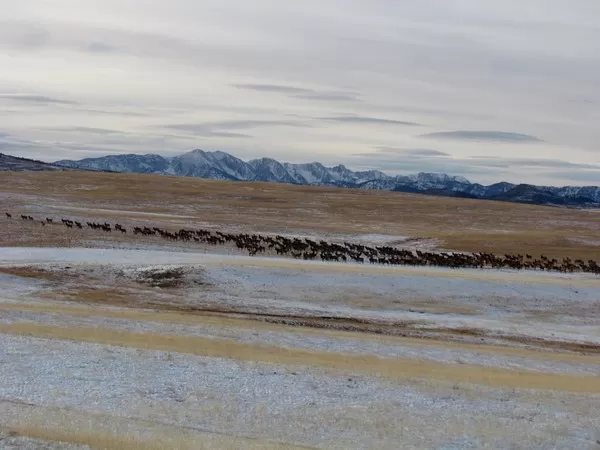 Elk at Montana Whitetails 6