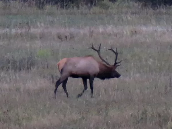 Elk at Montana Whitetails 7