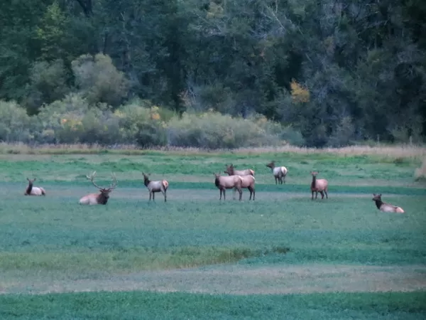 Elk at Montana Whitetails 8