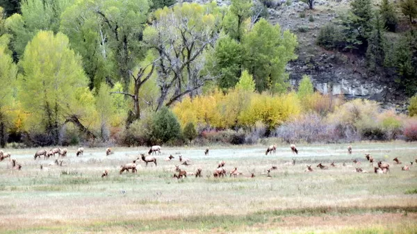 Elk at Montana Whitetails 9