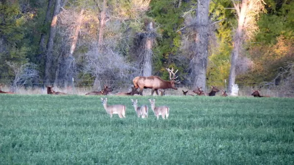 Elk at Montana Whitetails 10