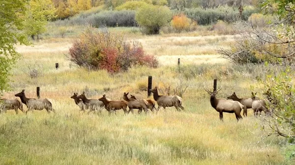 Elk at Montana Whitetails 11