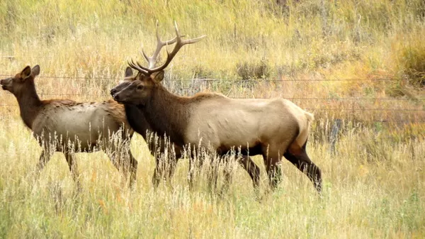 Elk at Montana Whitetails 12