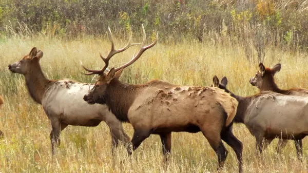 Elk at Montana Whitetails 13