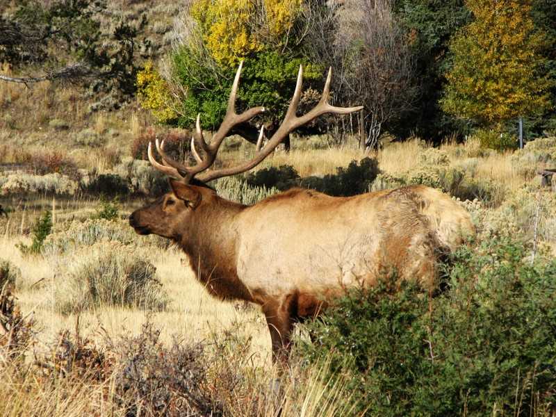 Elk hunting pictures