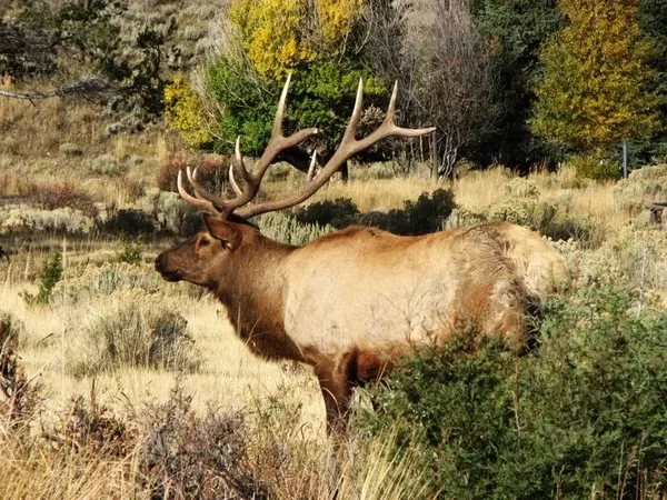 Elk at Montana Whitetails 32