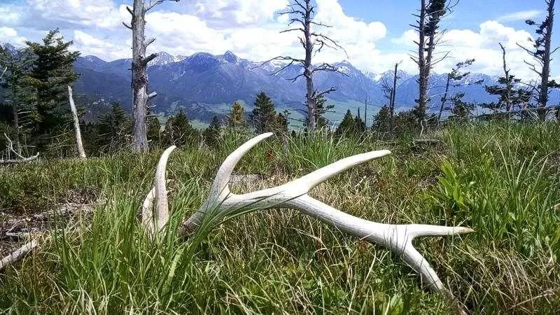 Montana Trophy Elk Hunts