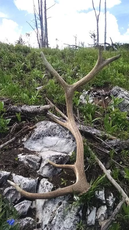 Guided Trophy Elk Hunts in Montana