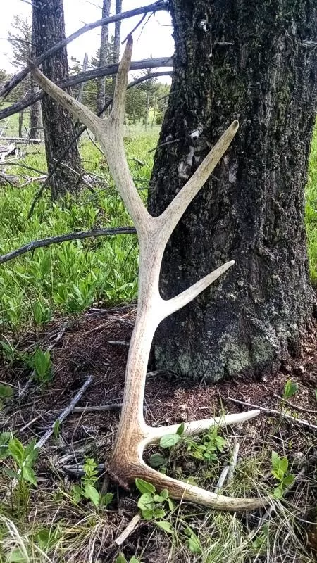 Guided Trophy Elk Hunts in Montana