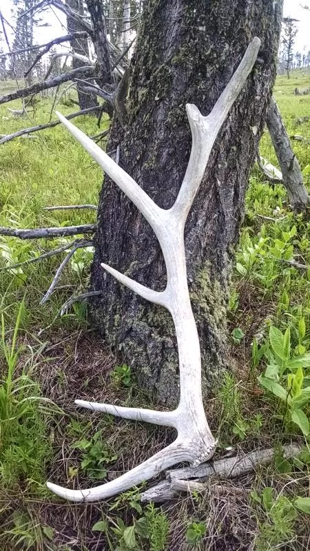 Guided Trophy Elk Hunts