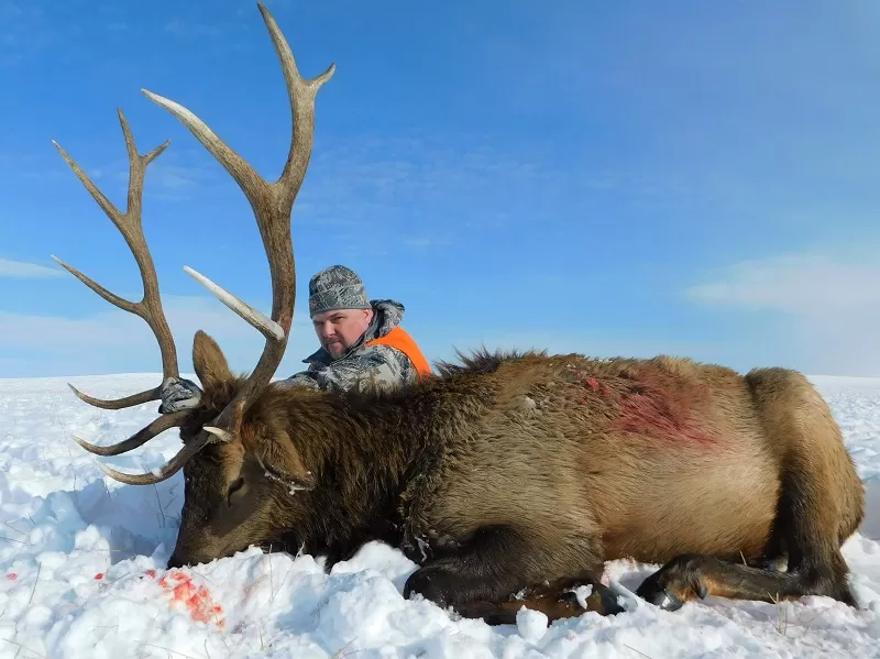 Hunting Elk In MT