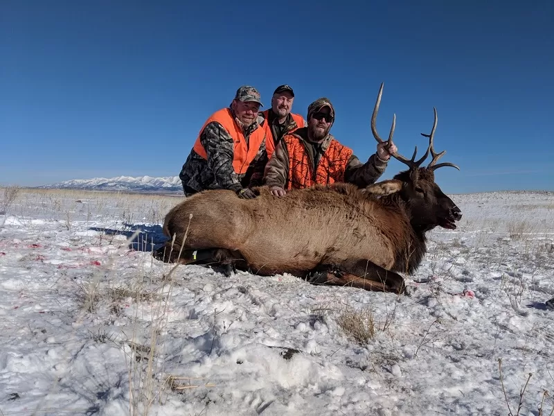 Montana Elk