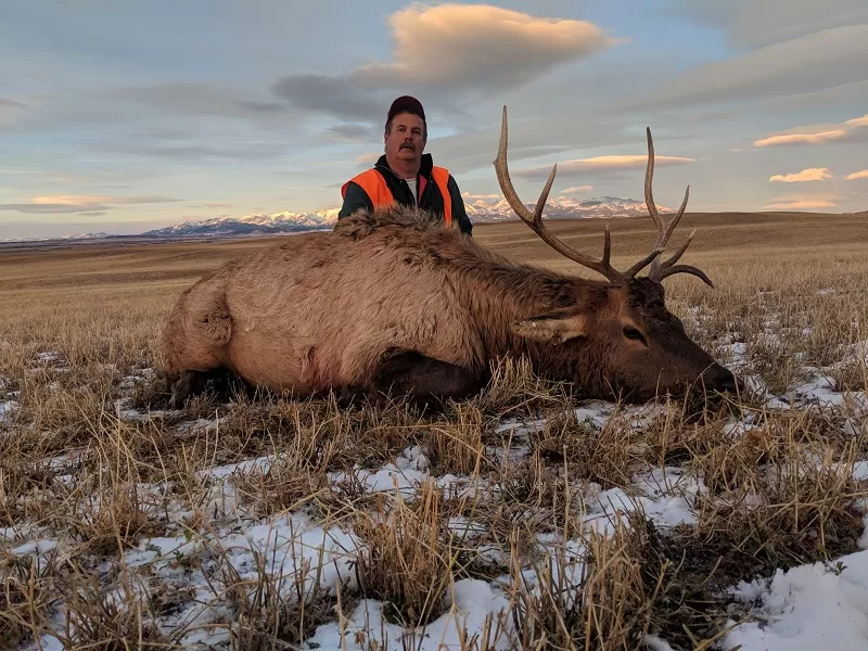 Bull Elk Hunts