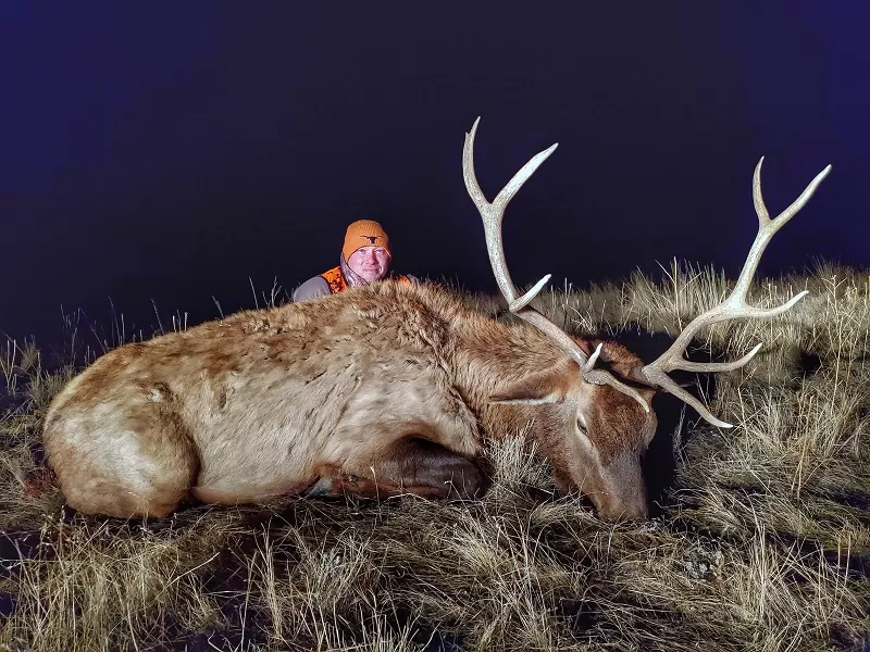 Bull Elk Hunts