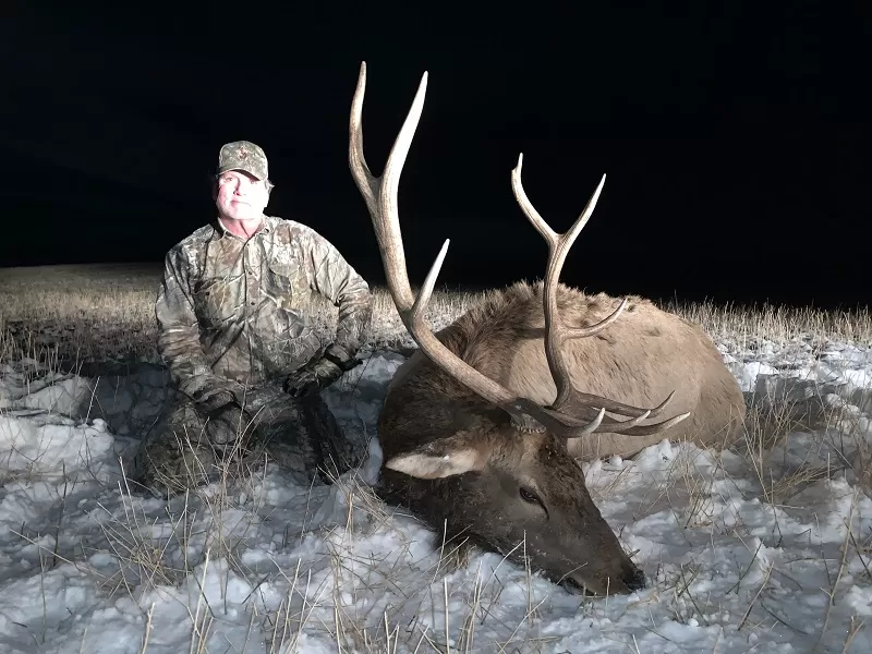 Montana Elk