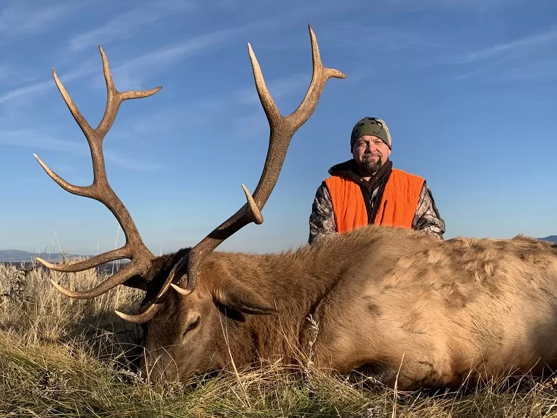 Bull elk hunts